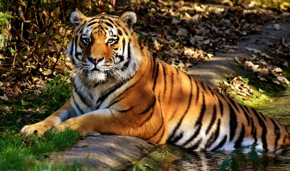 Ranthambore-Jungle-Safari