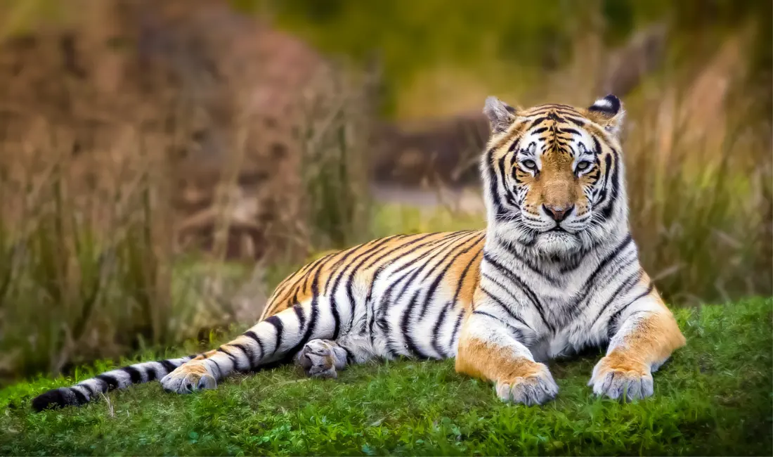 Everything You Need to Know About Chambal Safari