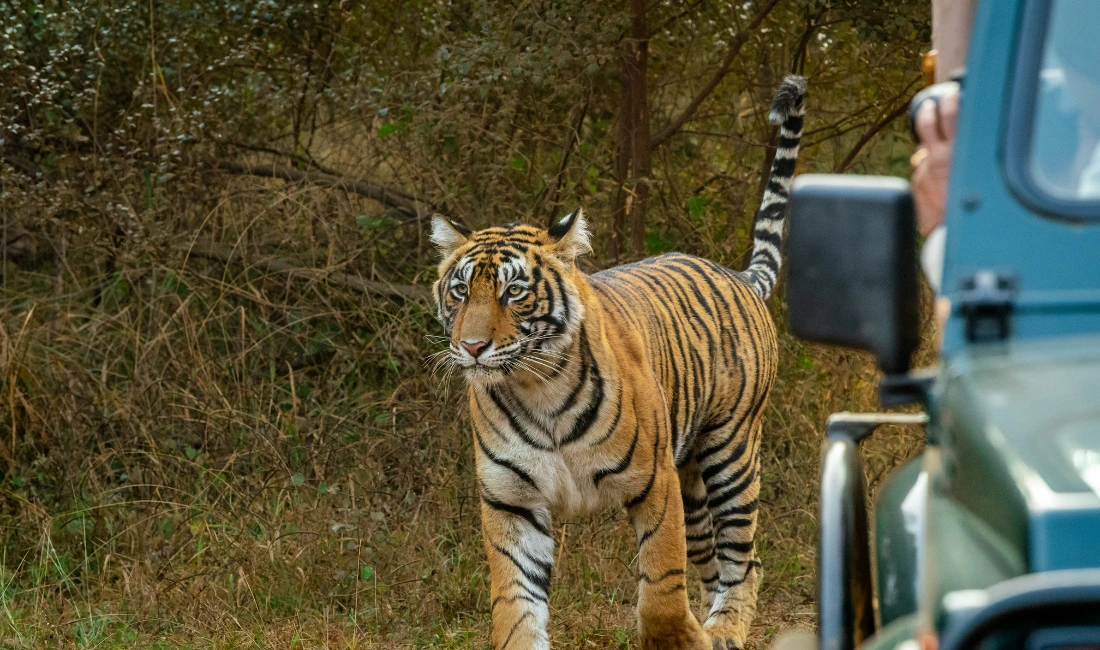 Facts about Ranthambore National Park
