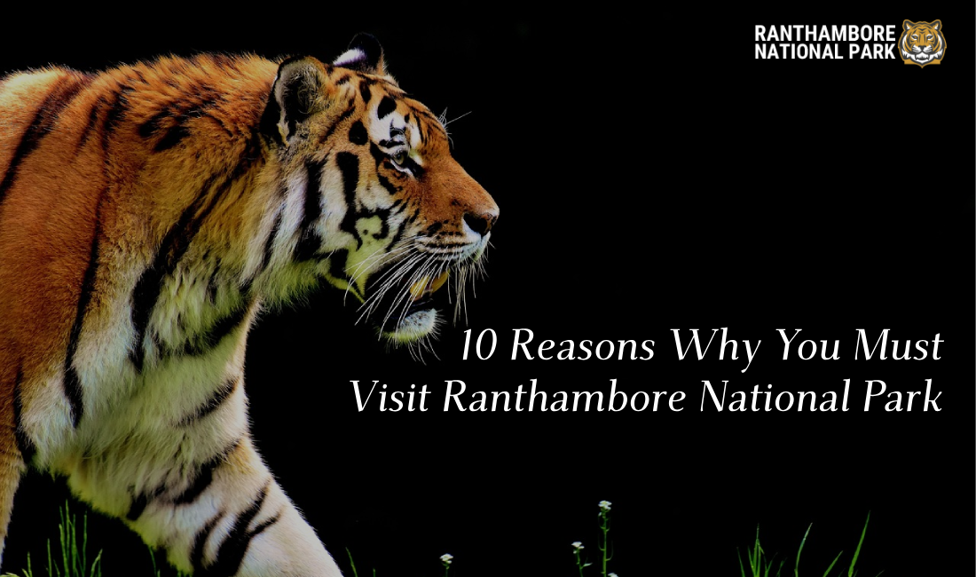 Visit Ranthambore National Park