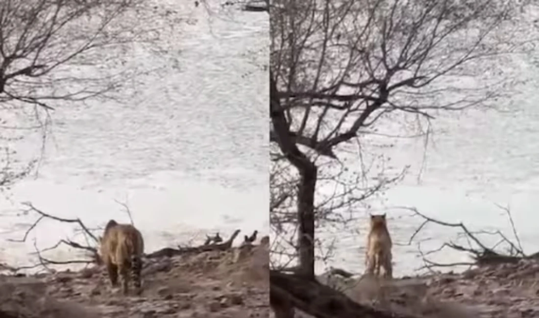 Stunning Encounter at Ranthambore