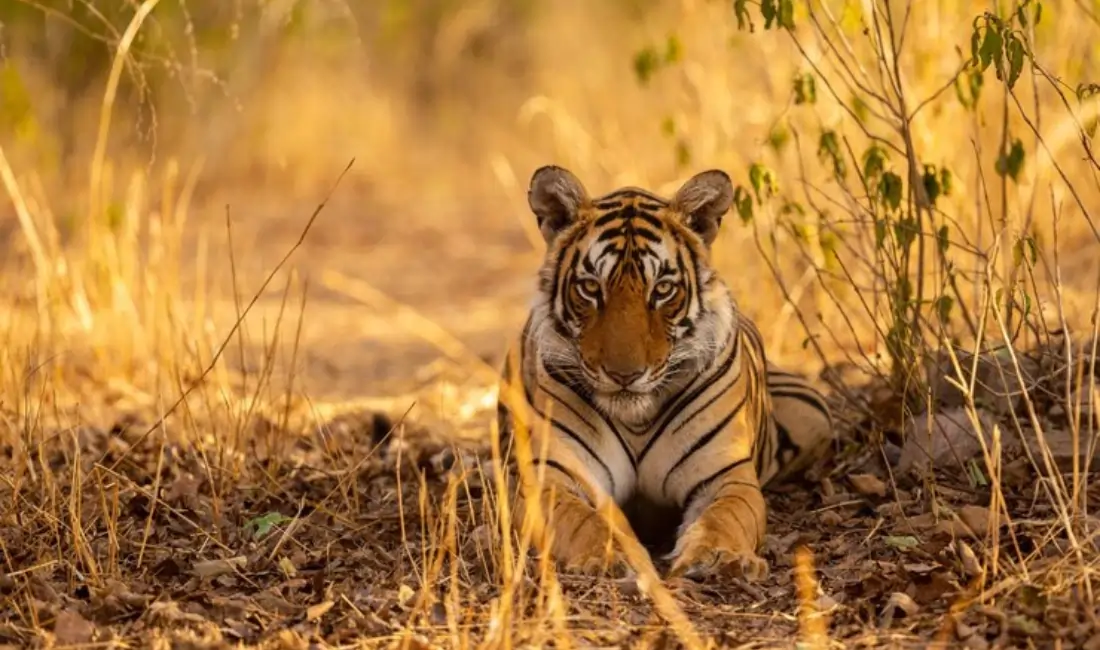 Ranthambore Safari Timings