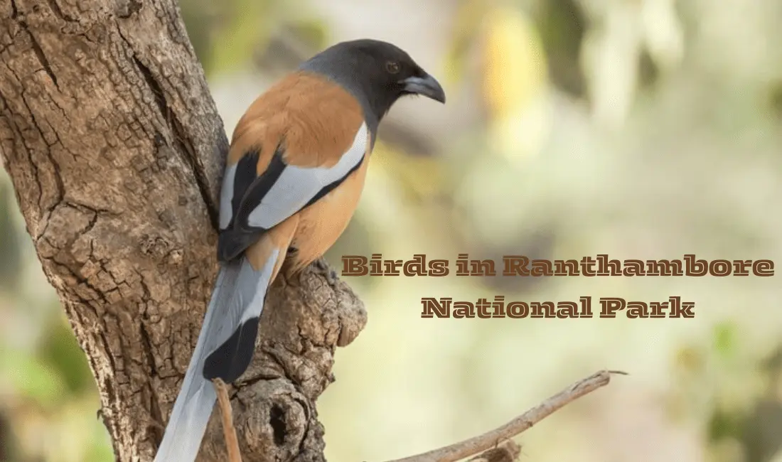 Checkout Ranthambore National Park Birds List