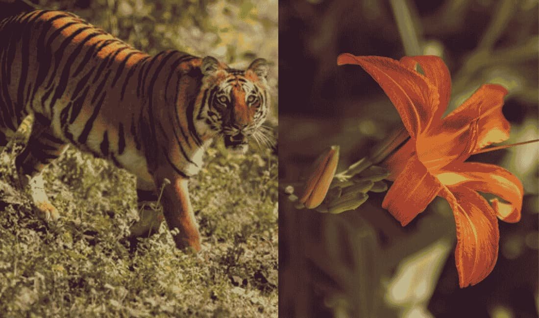 Flora and Fauna of Ranthambore National Park