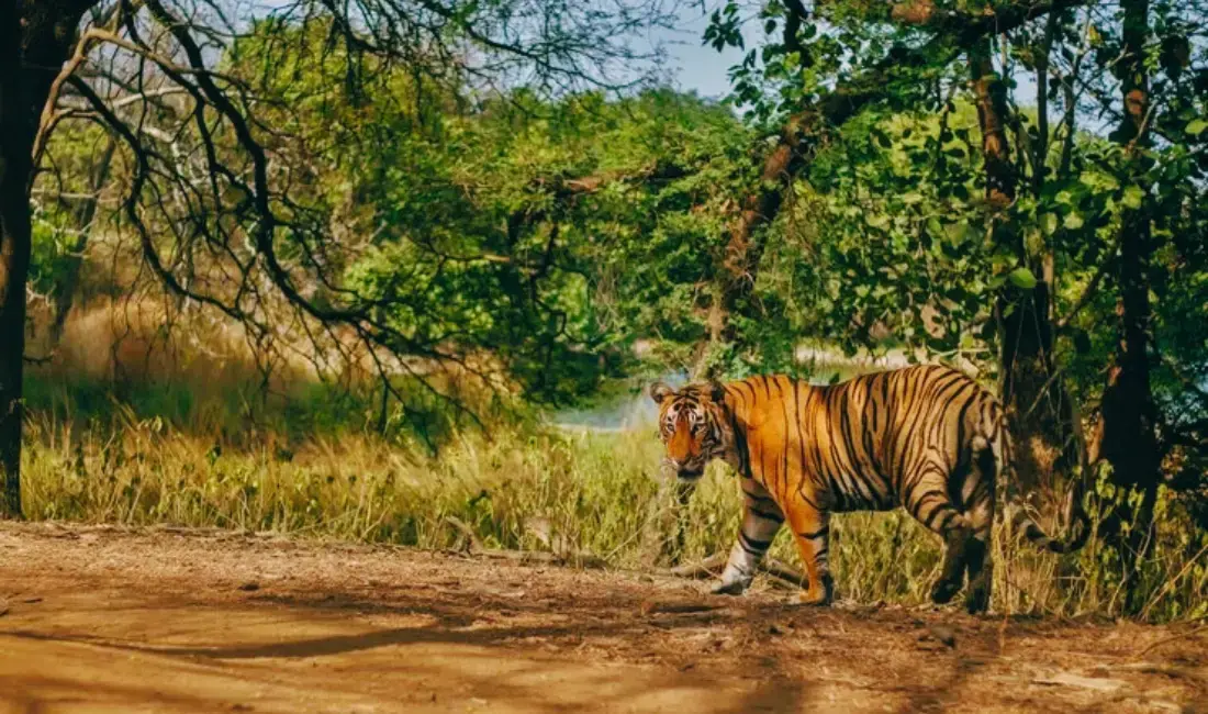How to Reach Ranthambore